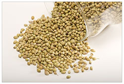 Coriander seeds Manufacturer Supplier Wholesale Exporter Importer Buyer Trader Retailer in Jodhpur Rajasthan India